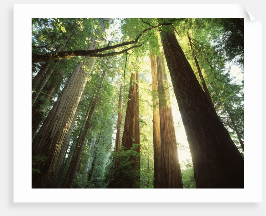 Redwood Forest by Anonymous
