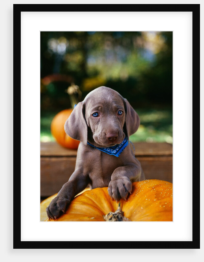 Weimaraner Puppy Climbing onto Pumpkin by Anonymous