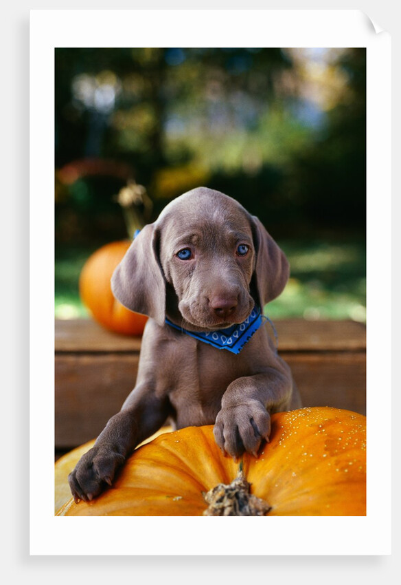 Weimaraner Puppy Climbing onto Pumpkin by Anonymous