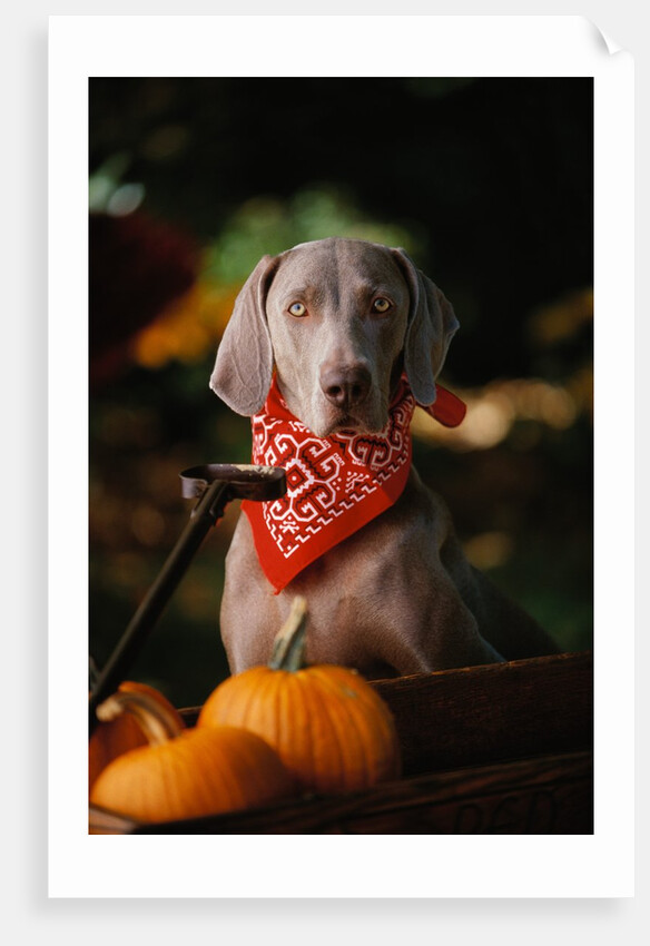 Weimaraner Wearing a Red Bandana by Anonymous