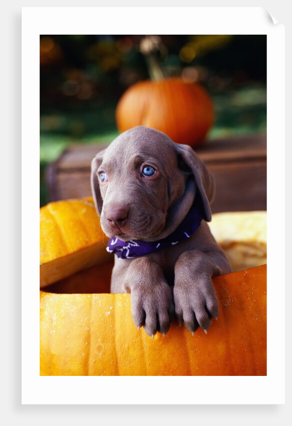 Weimaraner Puppy Inside Pumpkin by Anonymous