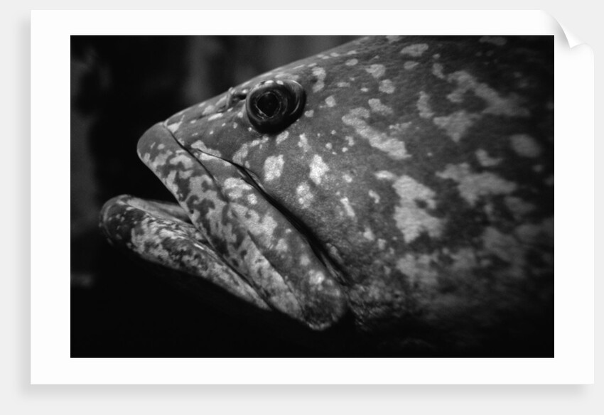 Grouper by Anonymous