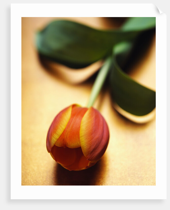 Orange Tulip by Anonymous