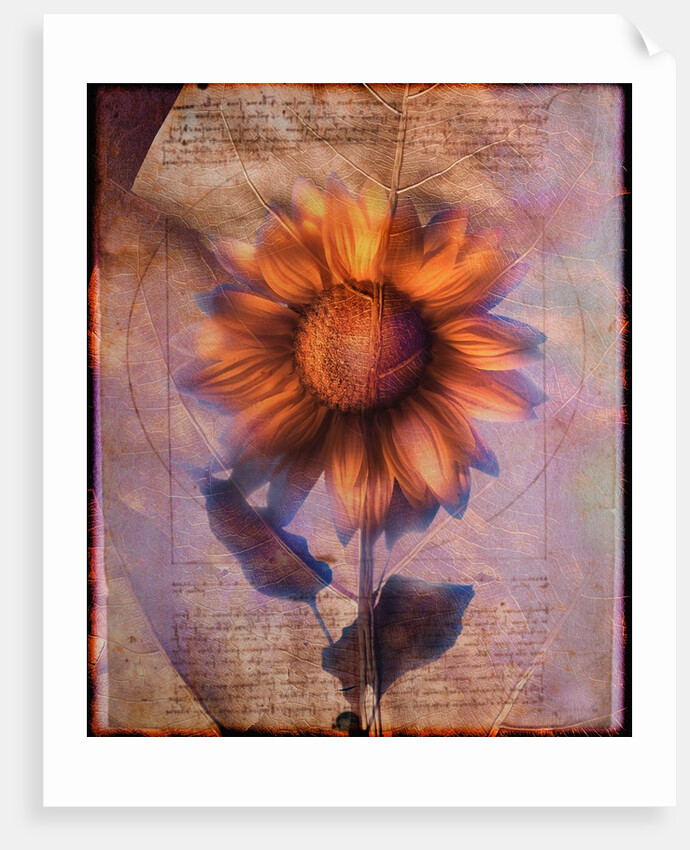 Sunflower and Text by Anonymous