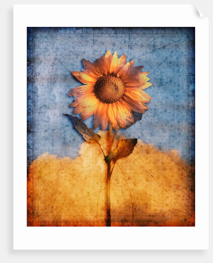 Sunflower and Sky by Anonymous