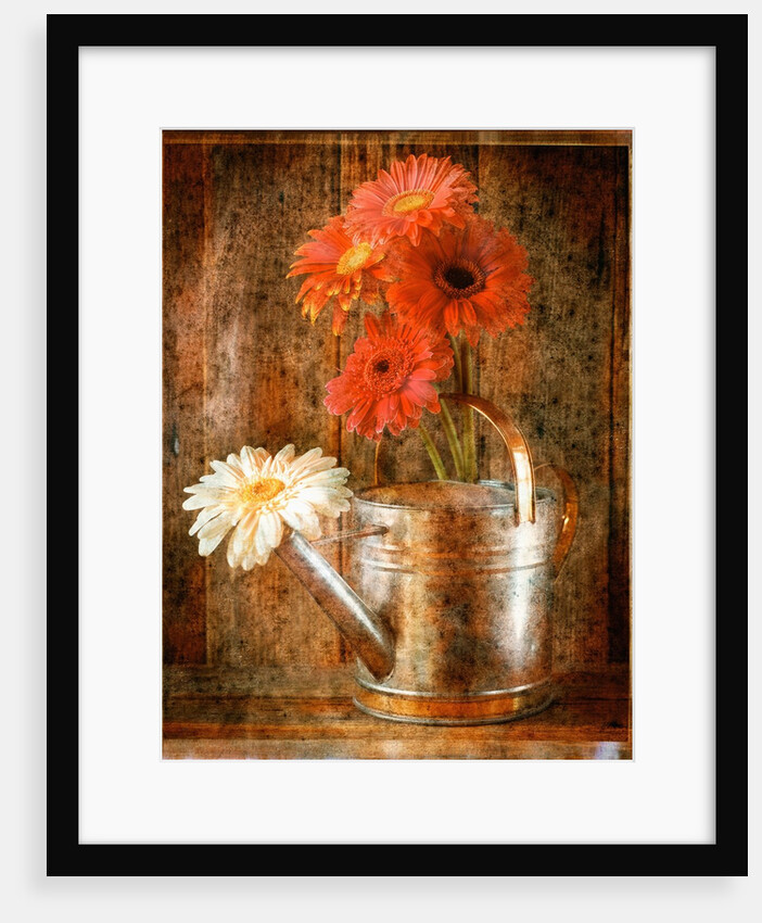 Gerbera Daisies in a Watering Can by Anonymous