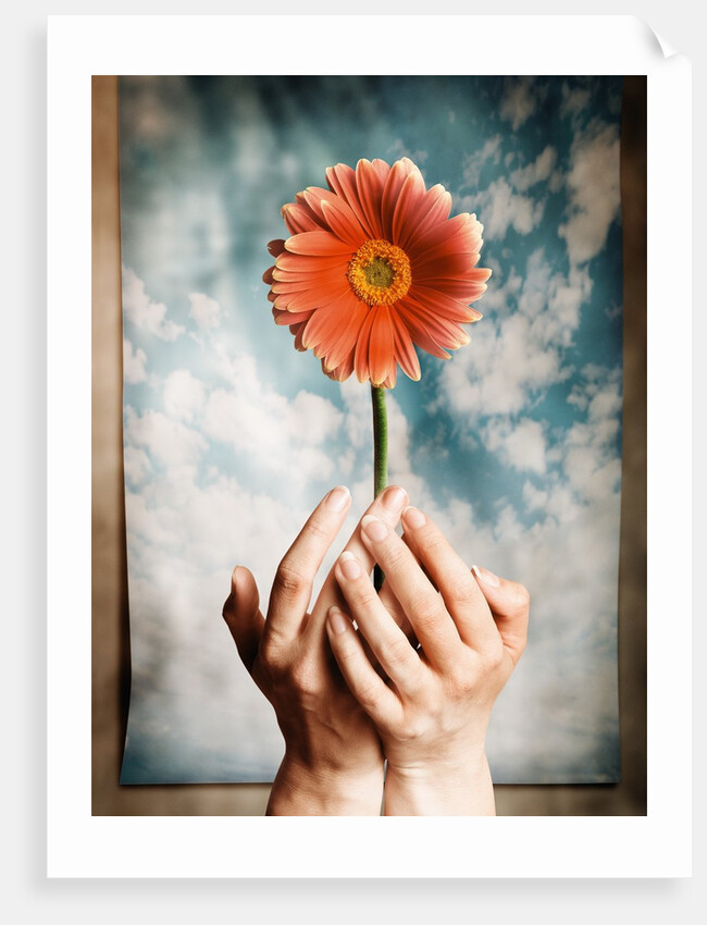 Hands Holding a Gerbera Daisy by Anonymous