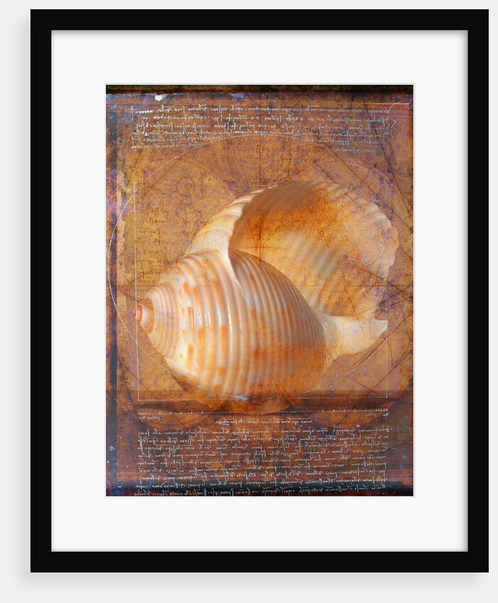 Seashell and Handwriting by Anonymous