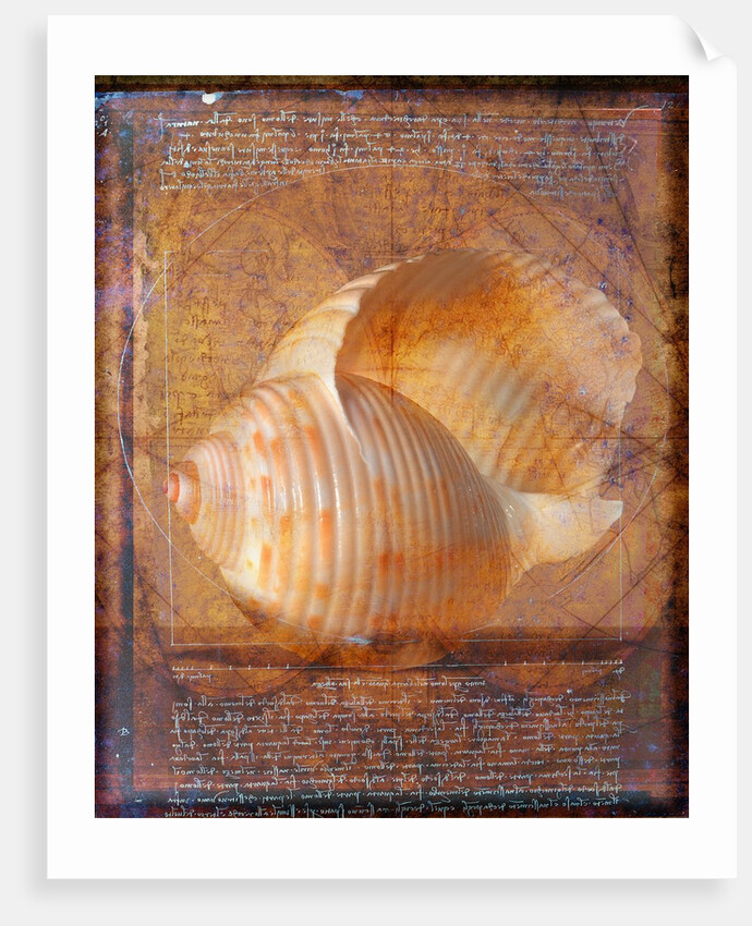 Seashell and Handwriting by Anonymous
