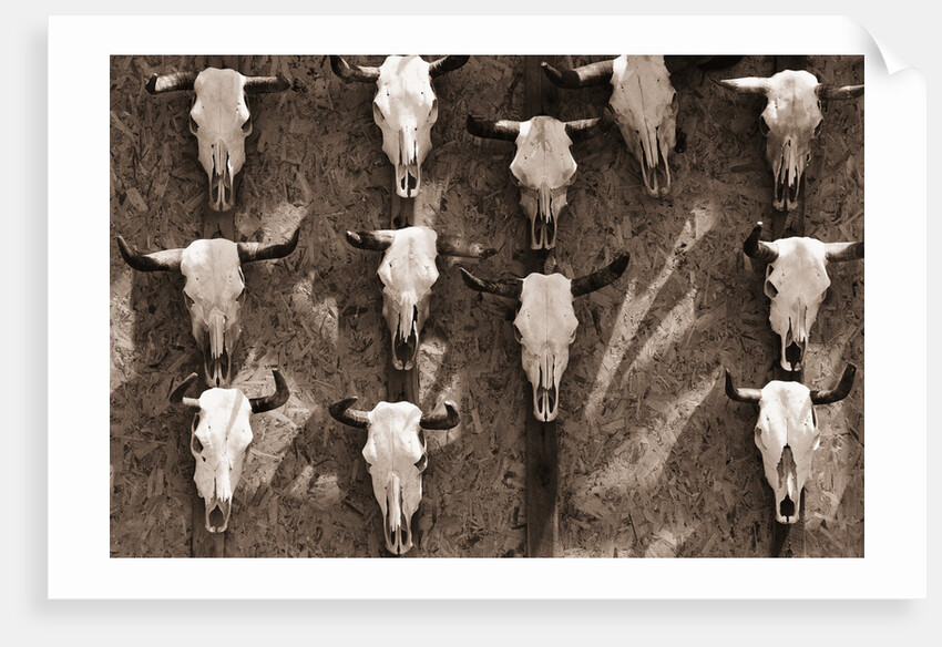 Cow Skulls Hanging on a Wall by Anonymous