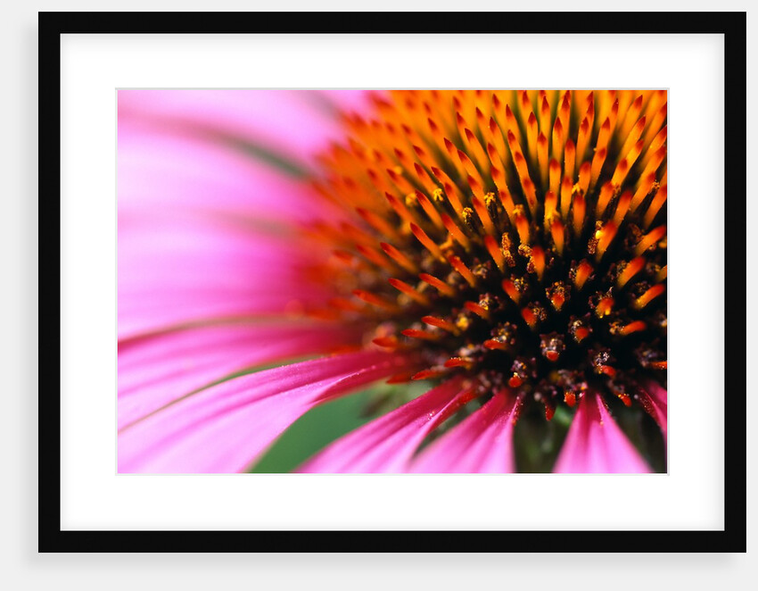 Close-up of Purple Coneflower by Anonymous