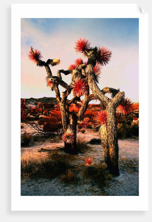 Joshua Trees in Bloom by Anonymous