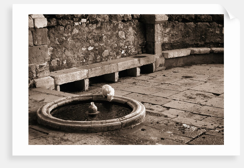 Cat Drinking From a Fountain by Anonymous