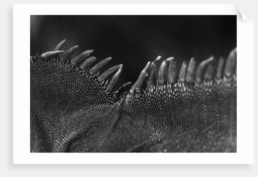 Scales on Back of Lizard by Anonymous