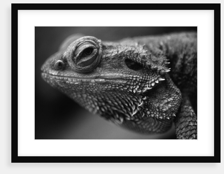 Head of Lizard by Anonymous