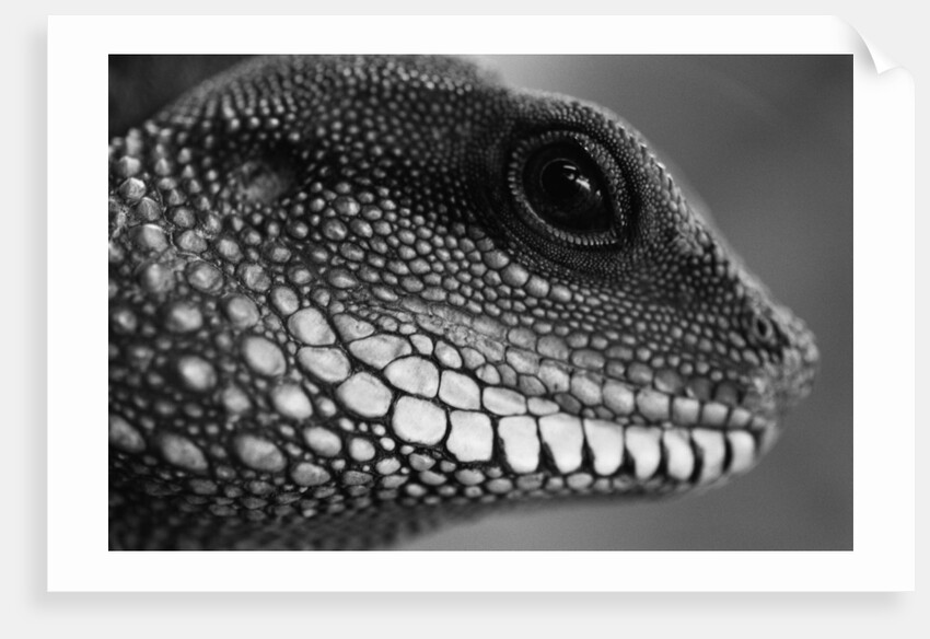 Head of Lizard by Anonymous