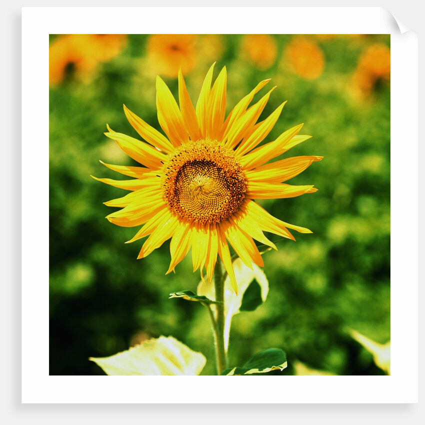 Sunflower by Anonymous