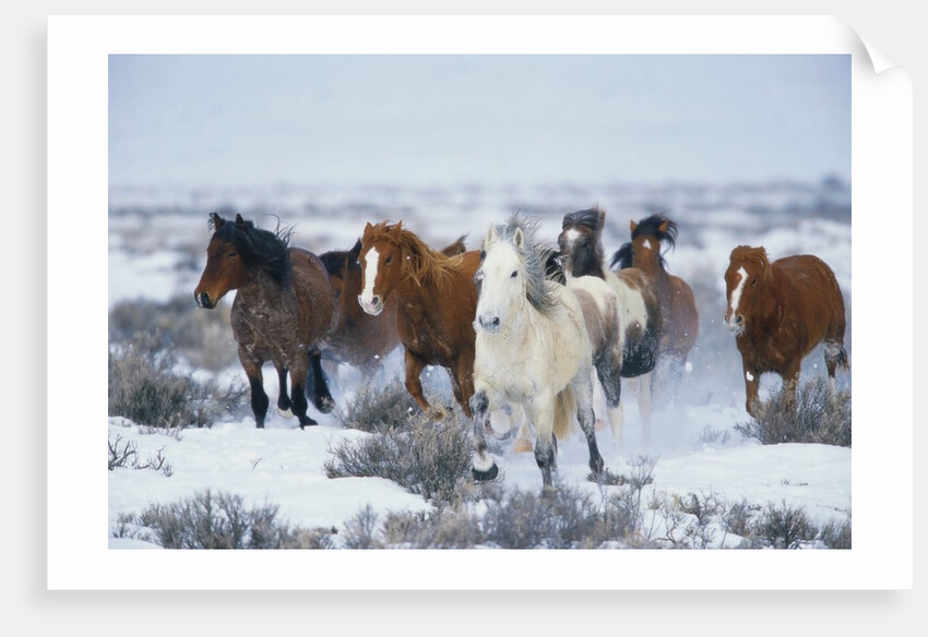 Wild Horses in Snow by Anonymous
