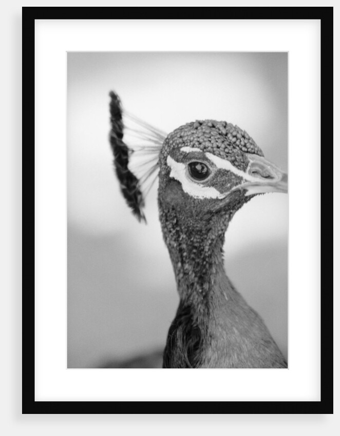 Peacock's Head by Anonymous