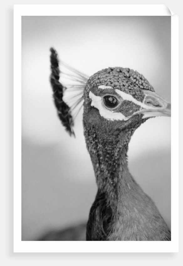 Peacock's Head by Anonymous