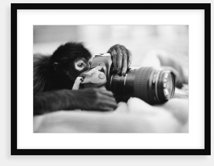 Monkey Holding Camera by Anonymous