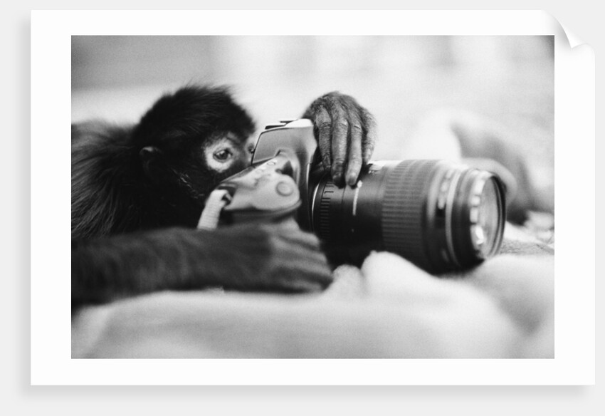 Monkey Holding Camera by Anonymous