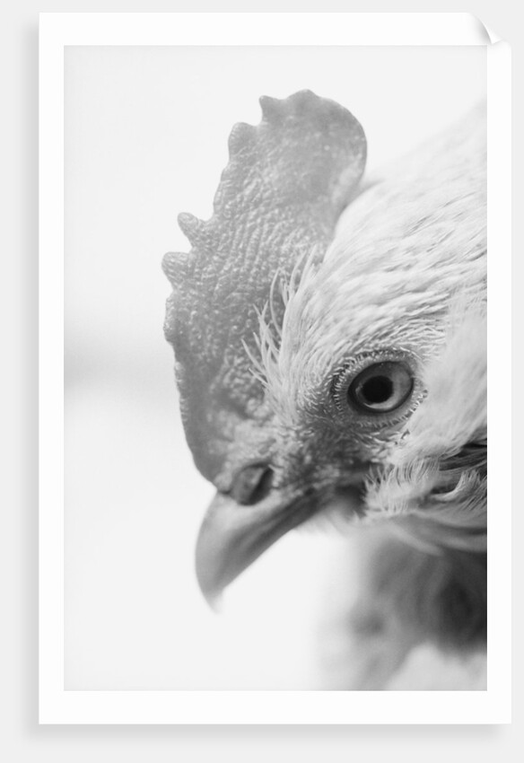 Rooster's Face by Anonymous