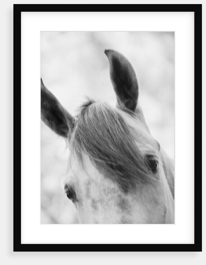 Top Half of Horse's Head by Anonymous