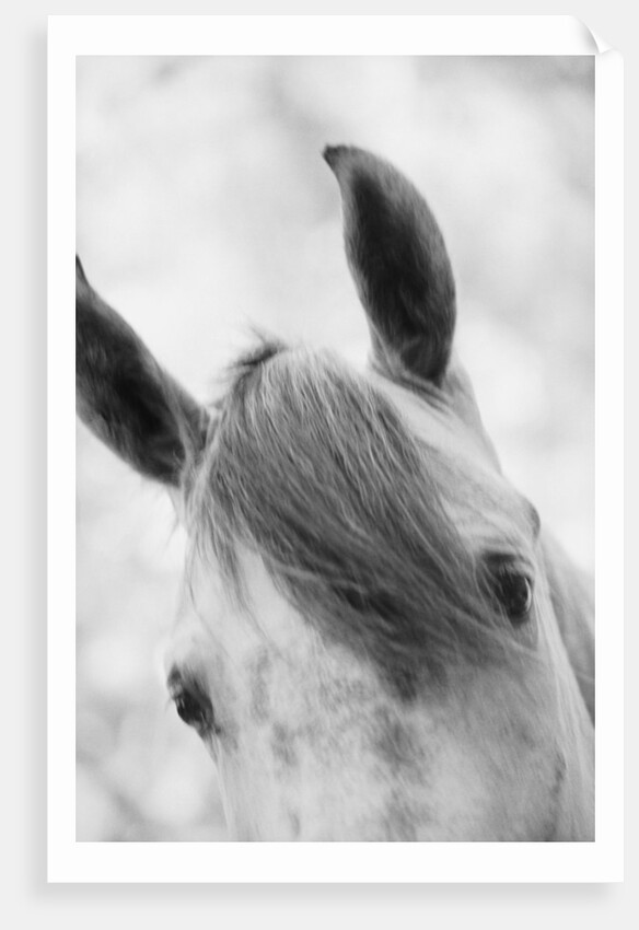 Top Half of Horse's Head by Anonymous