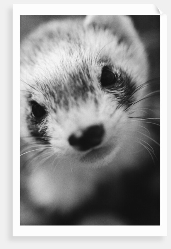 Ferret's Face by Anonymous