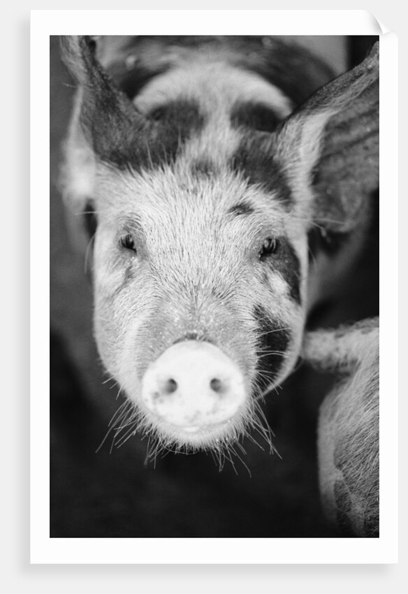 Head of Spotted Pig by Anonymous