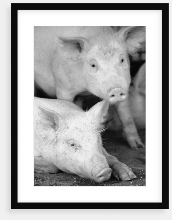 Two Pigs by Anonymous