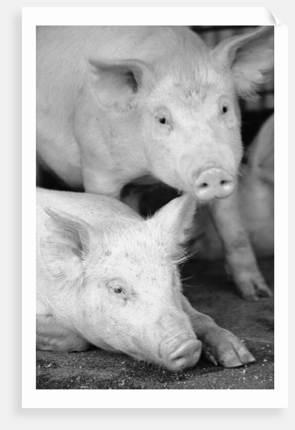 Two Pigs by Anonymous
