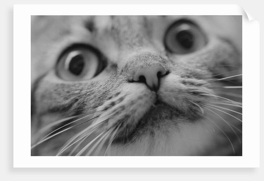Close Up of Cat's Face by Anonymous