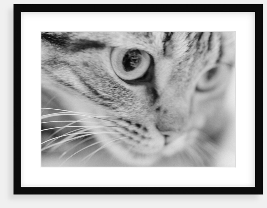 Close Up of Cat's Face by Anonymous