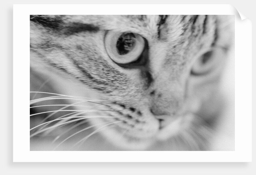 Close Up of Cat's Face by Anonymous