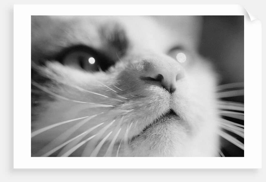 Close-up of Cat's Face by Anonymous
