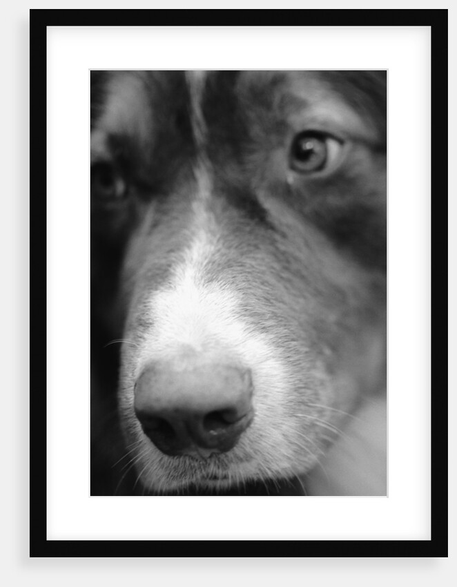 Dog's Nose by Anonymous