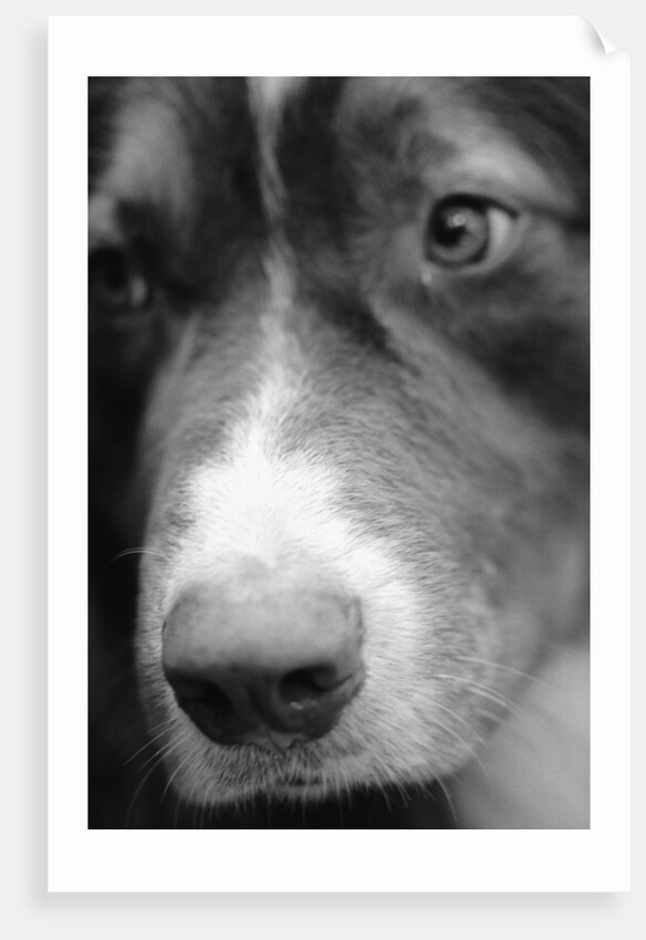 Dog's Nose by Anonymous