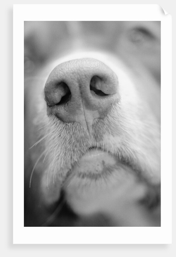 Dog's Nose by Anonymous