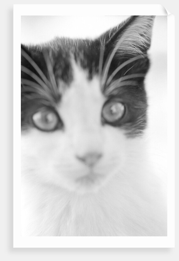 Cat's Head by Anonymous