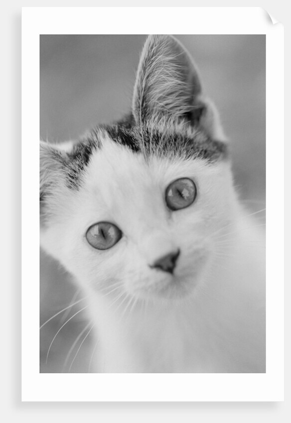 Head of Cat by Anonymous