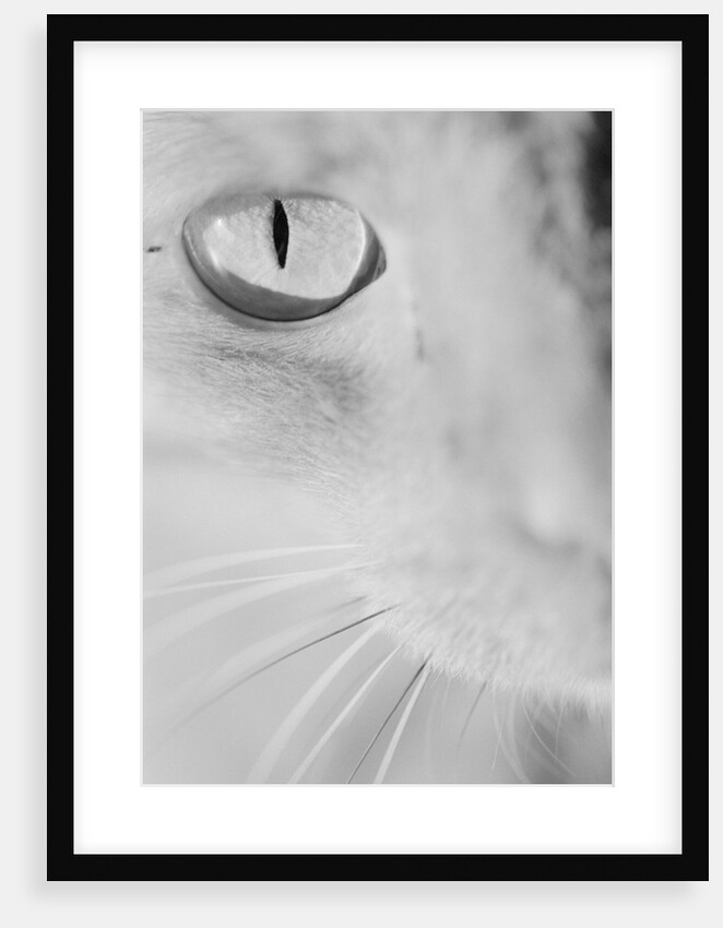 Cat's Eye by Anonymous