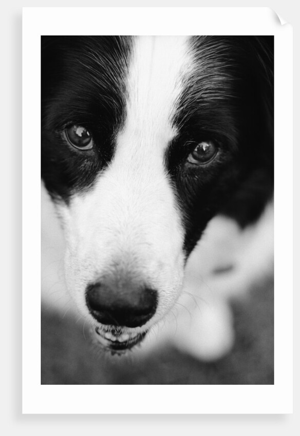 Head of Border Collie by Anonymous