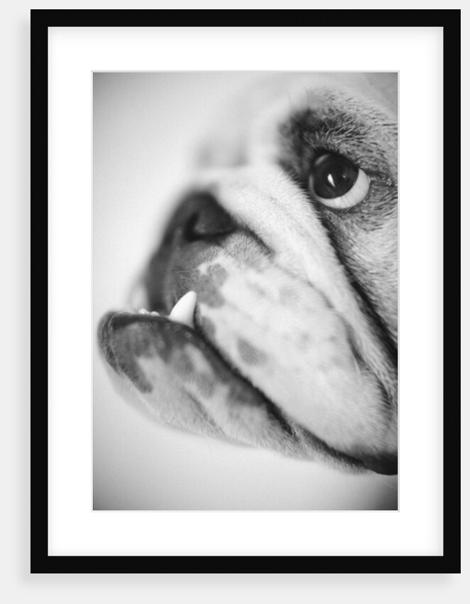 Face of a Bulldog by Anonymous