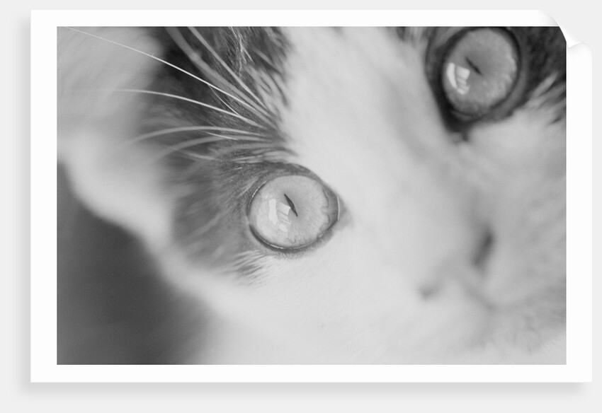 Cat's Eyes by Corbis