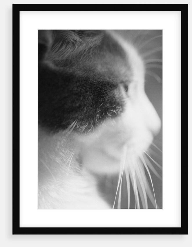 Cat's Head by Anonymous
