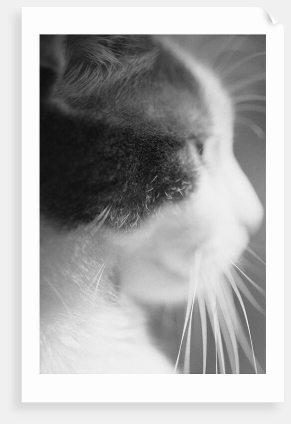 Cat's Head by Anonymous