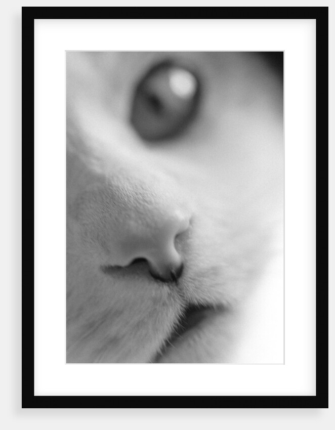 Cat's Mouth by Anonymous