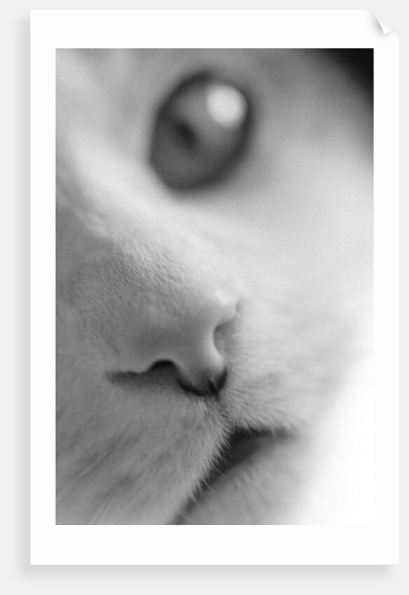 Cat's Mouth by Anonymous